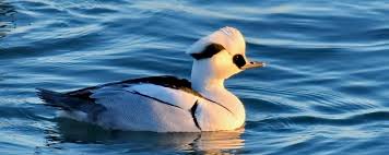 Attēlu rezultāti vaicājumam “Mergus albellus”