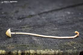 Attēlu rezultāti vaicājumam “Protostropharia alcis”