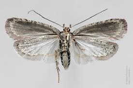 Attēlu rezultāti vaicājumam “Agonopterix ciliella imago”