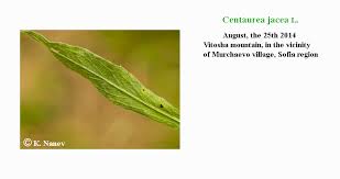 Attēlu rezultāti vaicājumam “Centaurea jacea leaf”