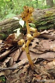 Attēlu rezultāti vaicājumam “Monotropa hypopitys bud”