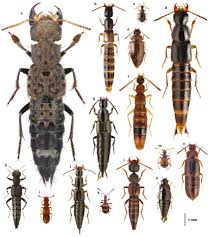 Attēlu rezultāti vaicājumam “Staphylinidae”