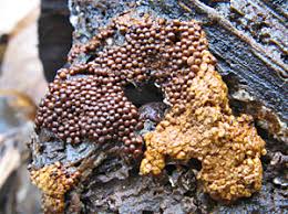 Attēlu rezultāti vaicājumam “Badhamiopsis macrospora sessile”