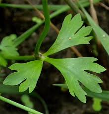 Attēlu rezultāti vaicājumam “Ranunculus elatior leaf”