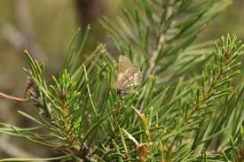 Attēlu rezultāti vaicājumam “Bupalus piniaria male”