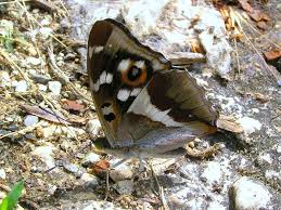 Attēlu rezultāti vaicājumam “Apatura iris male”