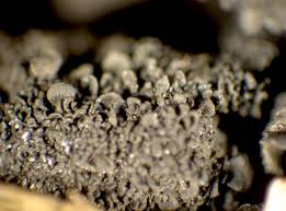 Attēlu rezultāti vaicājumam “Collema flaccidum”