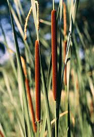 Attēlu rezultāti vaicājumam “Typha angustifolia”