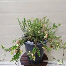 Attēlu rezultāti vaicājumam “Oxycoccus fruit”