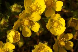 Attēlu rezultāti vaicājumam “Potentilla arenaria”
