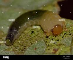 Attēlu rezultāti vaicājumam “Caliroa annulipes larva”