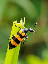 Attēlu rezultāti vaicājumam “Meloe sp. larva”