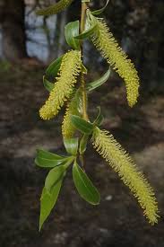 Attēlu rezultāti vaicājumam “Salix alba var. alba”