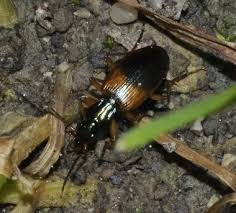 Attēlu rezultāti vaicājumam “Anchomenus dorsalis”