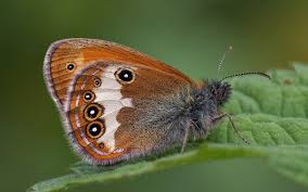 Attēlu rezultāti vaicājumam “Coenonympha arcania”
