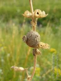 Attēlu rezultāti vaicājumam “Jalla dumosa imago”