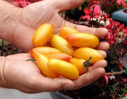 Afbeeldingsresultaat voor blushing yellow tomato