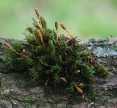 Attēlu rezultāti vaicājumam “Ulota crispa sporophyte”