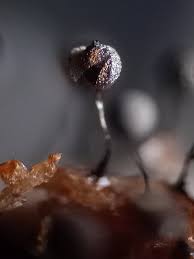 Attēlu rezultāti vaicājumam “Collaria arcyrionema”