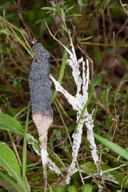 Attēlu rezultāti vaicājumam “Diderma spumarioides sessile”