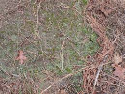 Attēlu rezultāti vaicājumam “Thamnobryum subserratum”