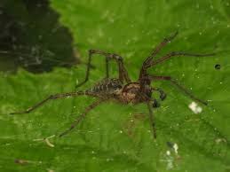 Attēlu rezultāti vaicājumam “Agelena labyrinthica”