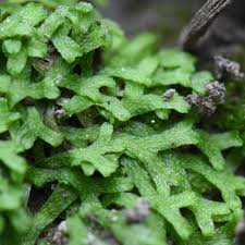 Attēlu rezultāti vaicājumam “Riccia rhenana”