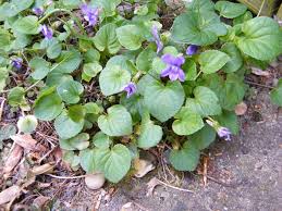 Attēlu rezultāti vaicājumam “Viola riviniana leaf”
