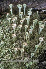 Attēlu rezultāti vaicājumam “Cladonia fimbriata”