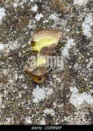 Attēlu rezultāti vaicājumam “Diachrysia tutti”