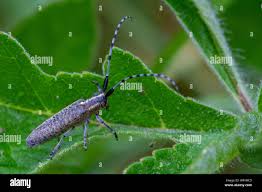 Attēlu rezultāti vaicājumam “Agapanthia villosoviridescens”