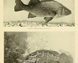 Image result for Morone americana