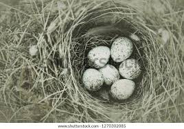 Attēlu rezultāti vaicājumam “Motacilla alba nest”
