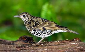 Image result for Zoothera dauma