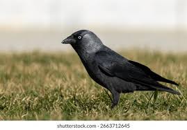 Attēlu rezultāti vaicājumam “Corvus monedula”