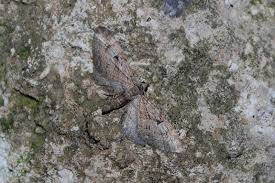 Attēlu rezultāti vaicājumam “Eupithecia pusillata”