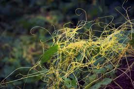 Attēlu rezultāti vaicājumam “Cuscuta europaea fruit”