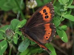 Attēlu rezultāti vaicājumam “Erebia ligea upperside”