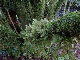 Attēlu rezultāti vaicājumam “Neckera crispa”