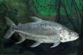 Image result for Goliath Tigerfish