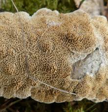 Attēlu rezultāti vaicājumam “Irpex lacteus”