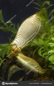 Image result for Cephaloscyllium laticeps