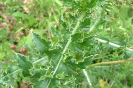 Attēlu rezultāti vaicājumam “Cirsium x rigens”