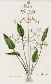 Attēlu rezultāti vaicājumam “Alisma plantago-aquatica”