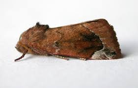 Attēlu rezultāti vaicājumam “Cosmia pyralina”