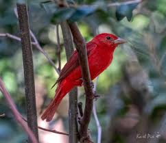 Image result for Piranga rubra