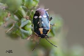 Attēlu rezultāti vaicājumam “Eurydema oleracea imago”