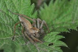 Attēlu rezultāti vaicājumam “Pisaura mirabilis male”