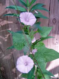Image result for Ipomoea Lavender
