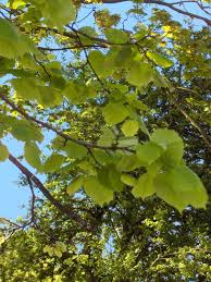 Attēlu rezultāti vaicājumam “Tilia platyphyllos subsp. platyphyllos”